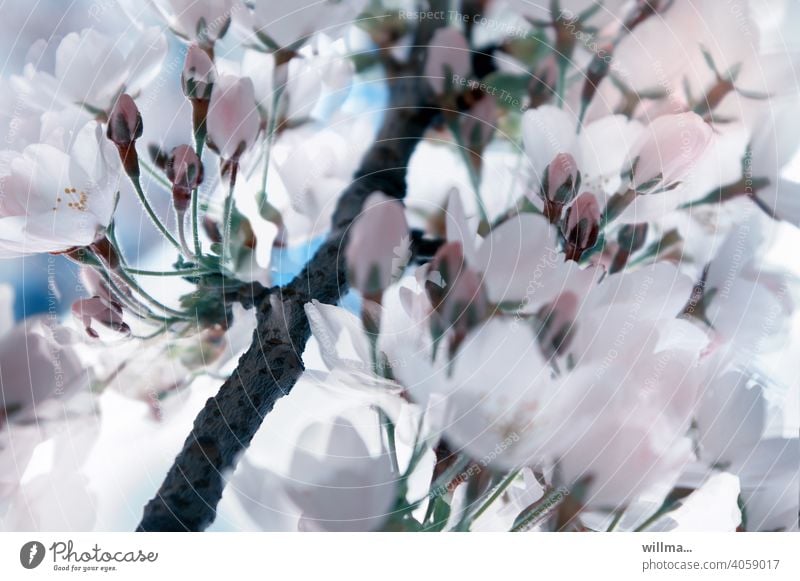 Frühlingsblütentraum Kirschblüten blühen Blüten zart Blühend schön weiß rosa Knospen Blütentraum Zweig Blütenzweig japanische Kirsche Mandelblüte Mandelbaum