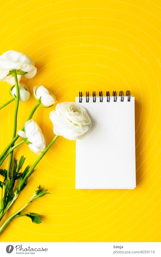 Ein leerer Notizblock und weiße Ranunkeln auf einem gelben Hintergrund. Flat lay. Notizbuch gelber hintergrund vertikal Frühling Hintergrundbild Stil Blume