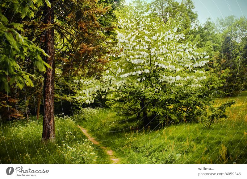 Der Taschentuchbaum in voller Blüte Taubenbaum Davidia involucrata Frühling Natur blühend Wiese Weg Blütezeit Blühend Bäume Wanderweg grün