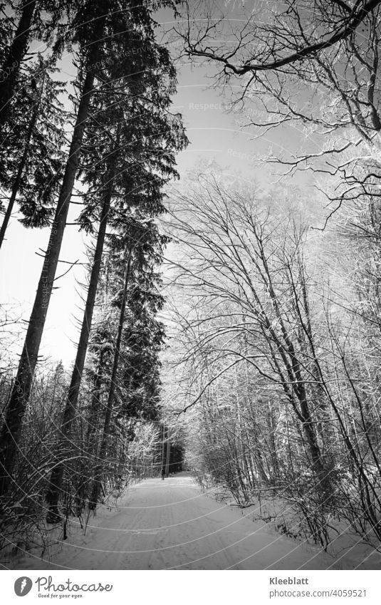 Schwarzweiß Aufnahme eines verschneiten Waldweges - in weiter Ferne ein einsamer Spaziergänger Schwarzweißfoto schwarzweiß geeiste Bäume Tannenbäume Laubbäume