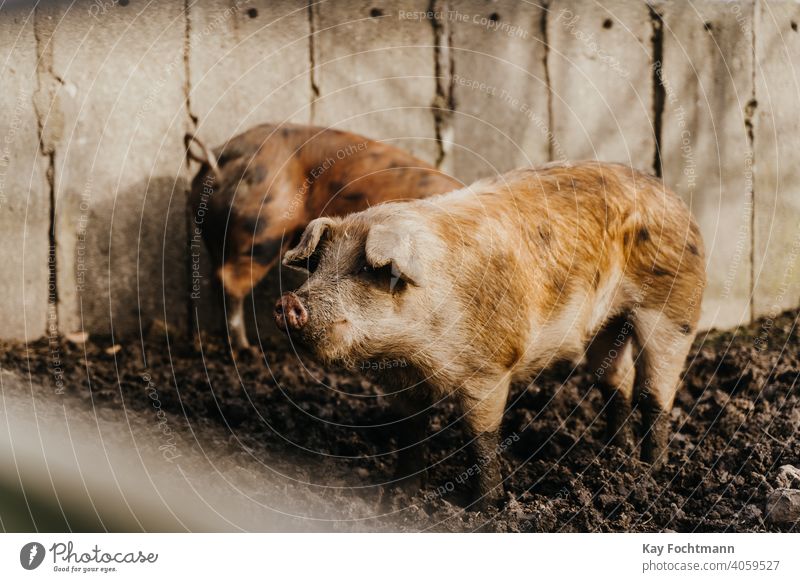 zwei Schweine stehen im Schlamm landwirtschaftlich Ackerbau Tier Tierrechte Scheune Landschaft Bodenbearbeitung niedlich heimisch Bauernhof Landwirt
