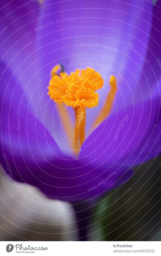 Violette Krokus-Blüte Krokusse Blume Frühling Pflanze violett Blühend Makroaufnahme Natur Nahaufnahme Detailaufnahme Staubbeutel Pollen orange schön Garten Tag