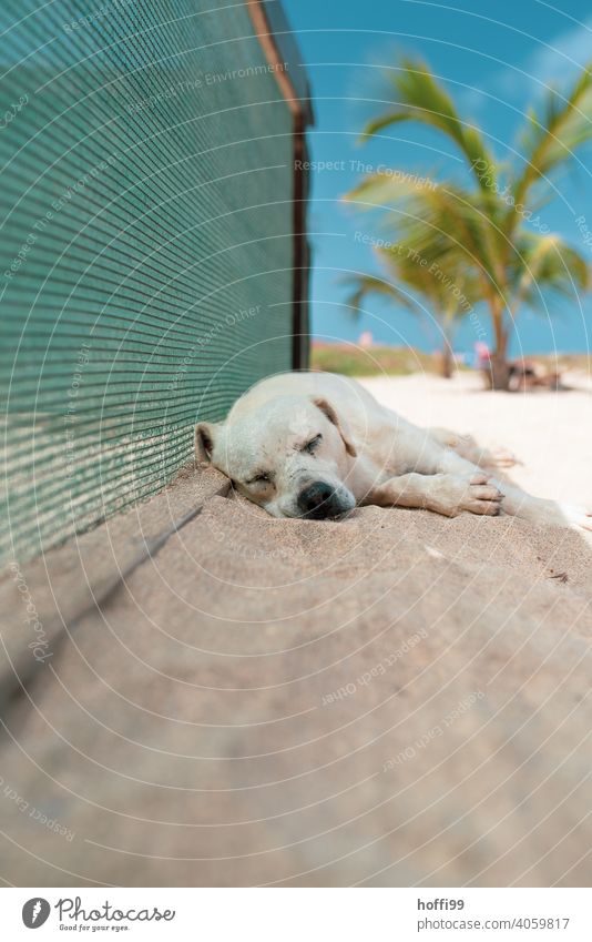 Der Hund schläft im Schatten am Strand schlafen Trägheit Sommer Hitze Palmenstrand ausruhen Erholung dösen liegen ruhig Zufriedenheit Tier träumen Müdigkeit