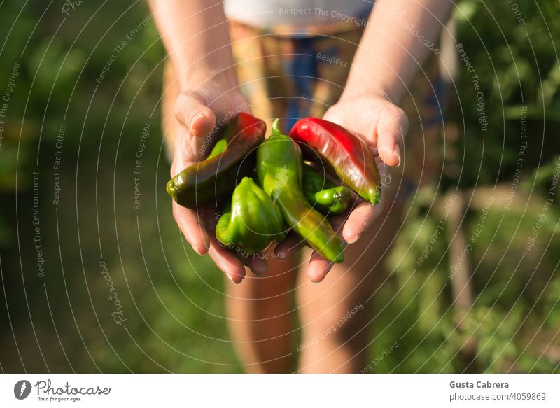 Die Hände zeigen die Ernte der saisonalen Bio-Paprika. Ackerbau Hintergrund Bauernhof Feld Lebensmittel frisch Garten Gartenarbeit grün wachsen wachsend