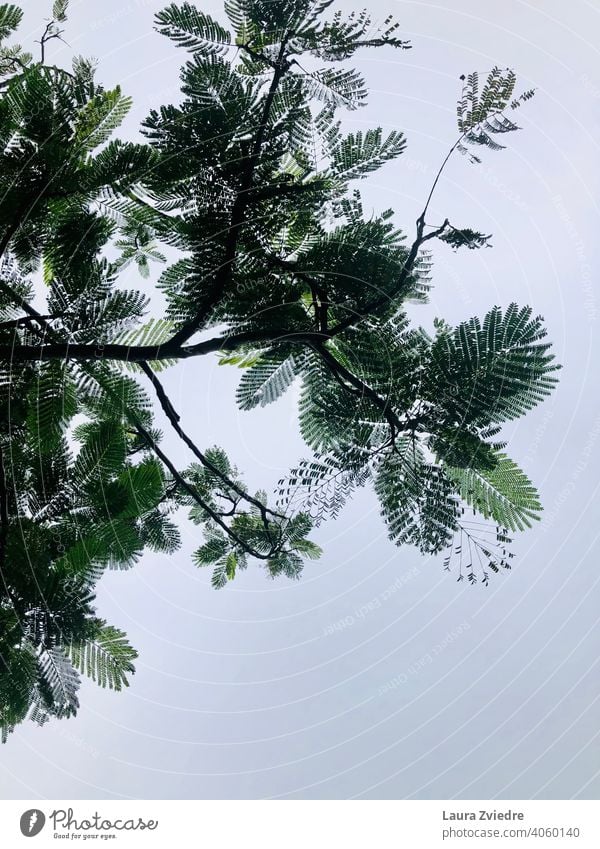 Unter dem tropischen Baum Tropischer Baum Tropen exotisch Pflanze Natur tropisches Klima Holz Blatt Schönes Wetter Sommer Ferien & Urlaub & Reisen grün
