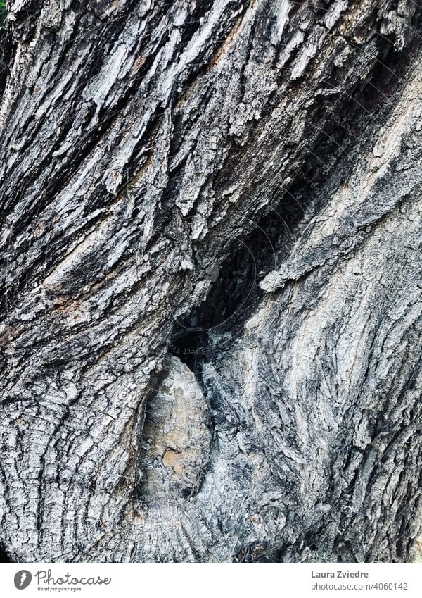 Das Loch im Baum Umwelt Konsistenz Farbfoto Außenaufnahme Wood-Effekt Holzmuster Muster rau hölzern Nahaufnahme Detailaufnahme natürlich alt Holzstruktur braun