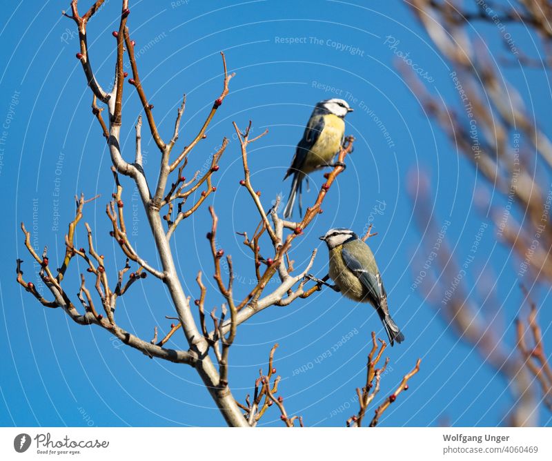 Zwei Blaumeisen sitzen auf einem Baum im Frühling in Jena zwei bluetit urban Ornithologie Lebensraum Natur im Freien Thüringen Hintergrund Journal Zeitung