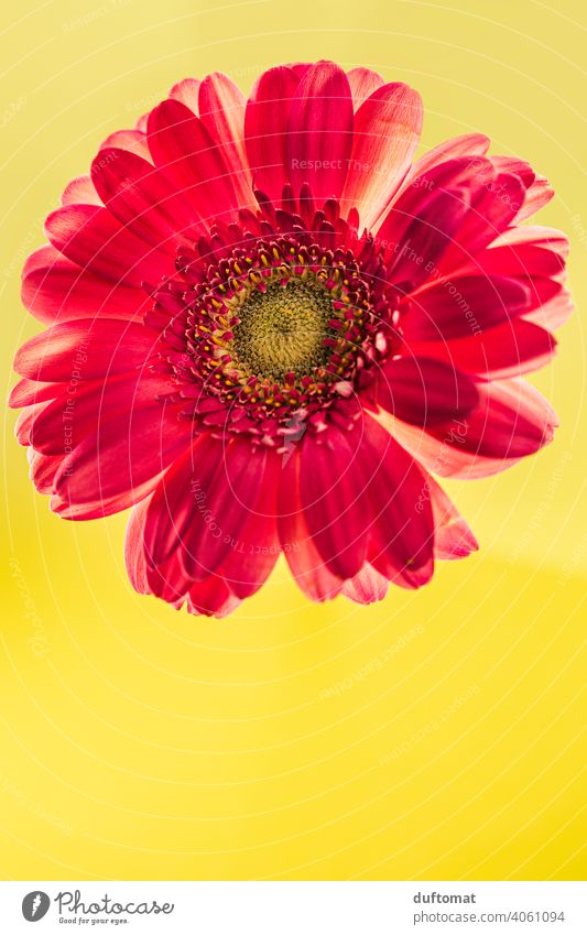 Makro Aufnahme einer roten Gerbera auf gelbem Hintergrund Blume Blüte Pflanze Blühend Natur Schwache Tiefenschärfe Garten Nahaufnahme Makroaufnahme Frühling