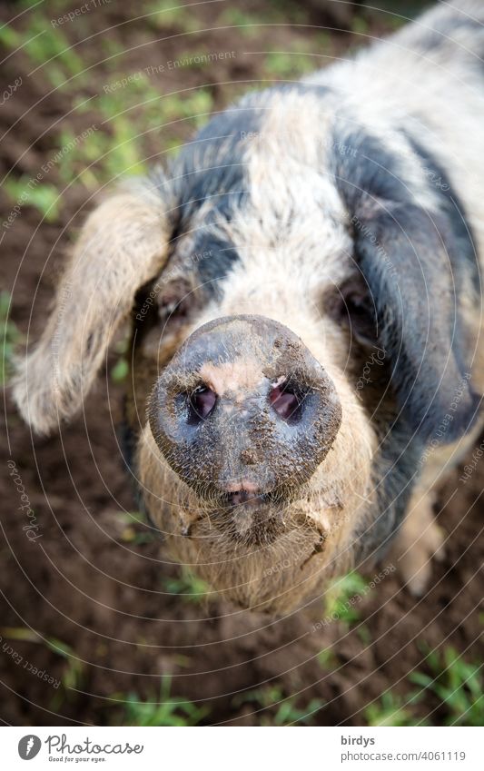 Portrait eines Bentheimer Landschweins in Freilandhaltung Schwein Gesicht Rüssel Tierportrait Blick in die Kamera Tierporträt artgerecht Biofleisch