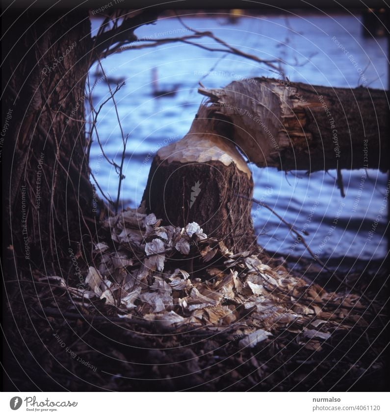 angenagter Bieber Baum nagen Naturschutz Damm Fluss Engstelle Naturschutzgebiet Tier Wassertier Wildtier bedroht Spähne fällen Fisch Holz