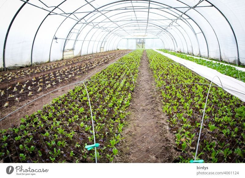 Foliengewächshaus mit Jungpflanzen. Gemüseanbau im Gewächshaus Gärtnerei Bioprodukte biogemüse Gemüsebeete Nutzpflanze Lebensmittel Ernährung Gesunde Ernährung