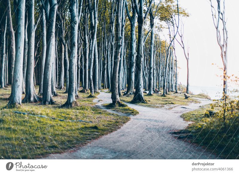 Gespensterwald in Nienhagen im Frühling XII Blick Porträt Zentralperspektive Starke Tiefenschärfe Sonnenuntergang Sonnenstrahlen Sonnenlicht Silhouette Kontrast
