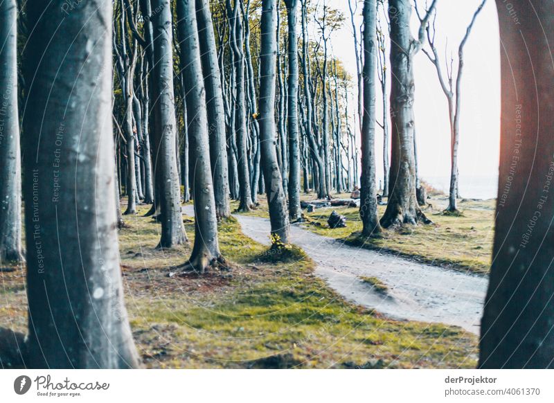 Gespensterwald in Nienhagen im Frühling X Blick Porträt Zentralperspektive Starke Tiefenschärfe Sonnenuntergang Sonnenstrahlen Sonnenlicht Silhouette Kontrast