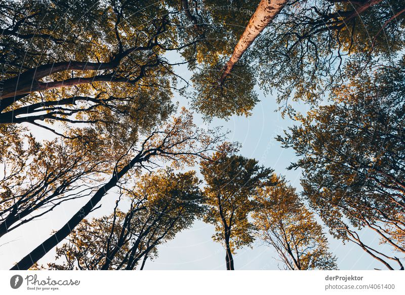 Gespensterwald in Nienhagen im Frühling mit Blick in die Baumkronen VIII Porträt Zentralperspektive Starke Tiefenschärfe Sonnenuntergang Sonnenstrahlen