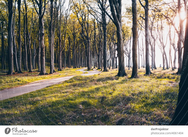 Gespensterwald in Nienhagen im Frühling VI Blick Porträt Zentralperspektive Starke Tiefenschärfe Sonnenuntergang Sonnenstrahlen Sonnenlicht Silhouette Kontrast