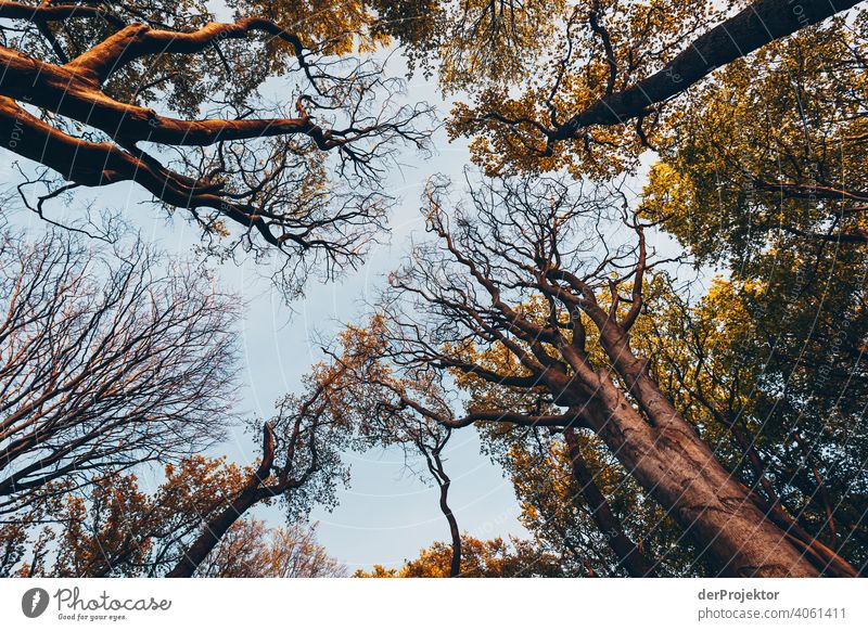 Gespensterwald in Nienhagen im Frühling mit Blick in die Baumkronen IV Porträt Zentralperspektive Starke Tiefenschärfe Sonnenuntergang Sonnenstrahlen
