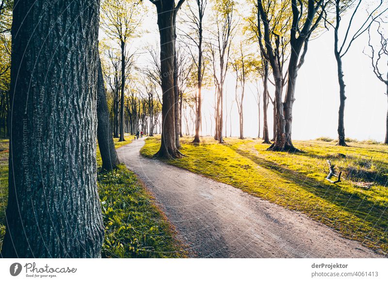Gespensterwald in Nienhagen im Frühling IV Blick Porträt Zentralperspektive Starke Tiefenschärfe Sonnenuntergang Sonnenstrahlen Sonnenlicht Silhouette Kontrast