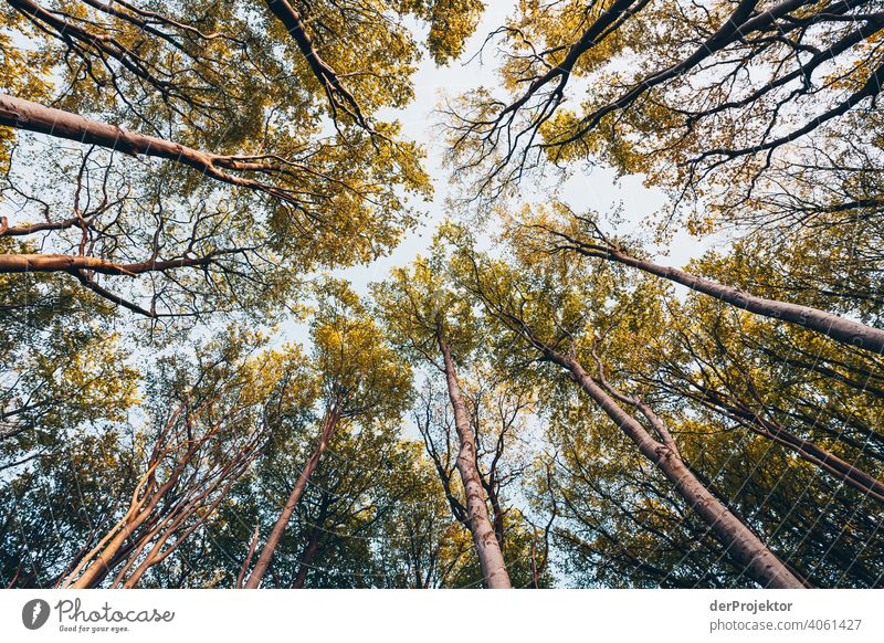 Gespensterwald in Nienhagen im Frühling mit Blick in die Baumkronen III Porträt Zentralperspektive Starke Tiefenschärfe Sonnenuntergang Sonnenstrahlen