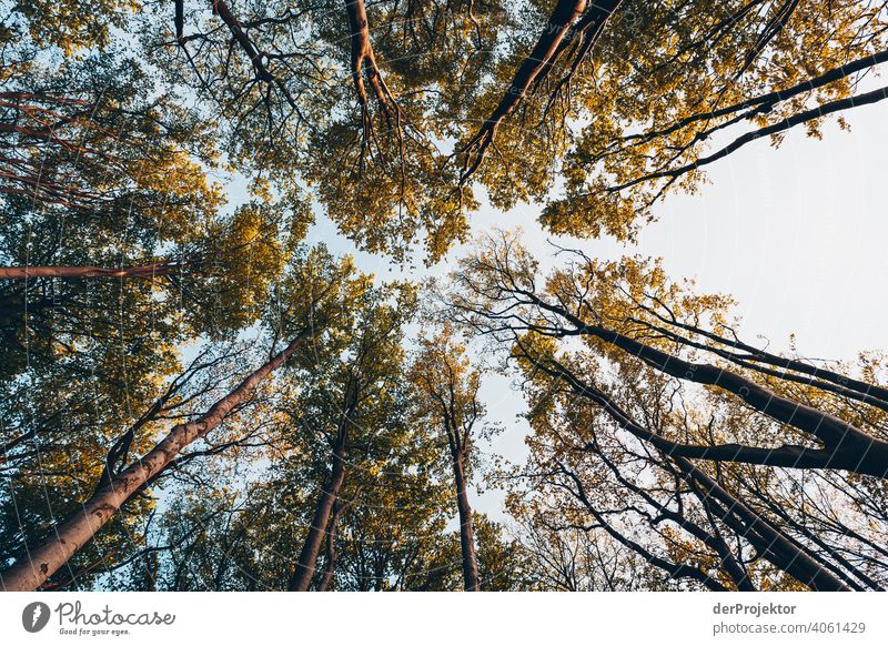 Gespensterwald in Nienhagen im Frühling mit Blick in die Baumkronen VII Porträt Zentralperspektive Starke Tiefenschärfe Sonnenuntergang Sonnenstrahlen