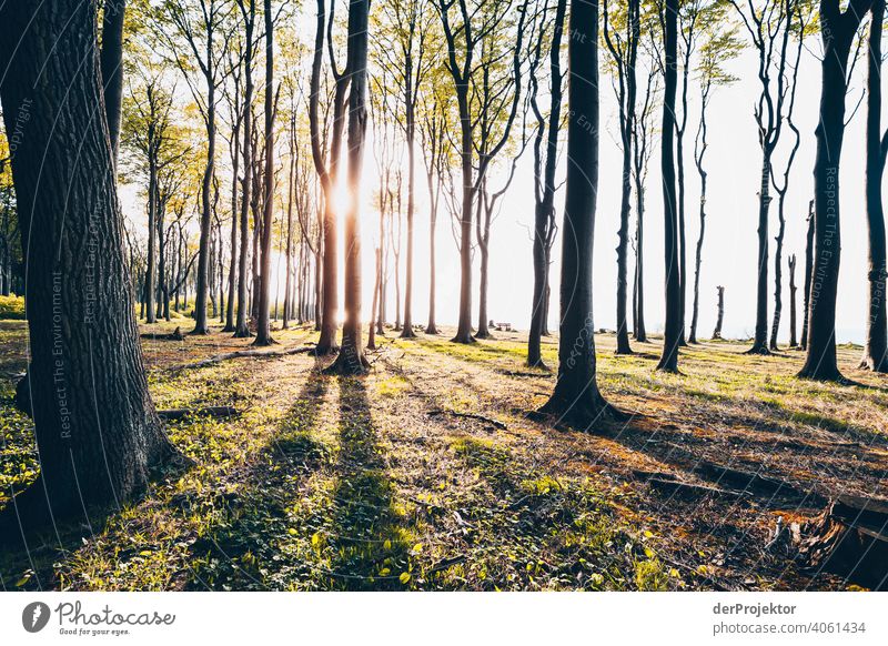 Gespensterwald in Nienhagen im Frühling II Blick Porträt Zentralperspektive Starke Tiefenschärfe Sonnenuntergang Sonnenstrahlen Sonnenlicht Silhouette Kontrast