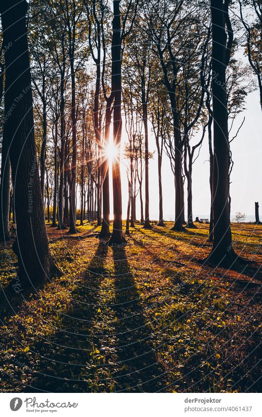 Gespensterwald in Nienhagen im Frühling VIII Blick Porträt Zentralperspektive Starke Tiefenschärfe Sonnenuntergang Sonnenstrahlen Sonnenlicht Silhouette