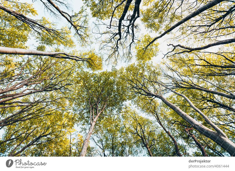 Gespensterwald in Nienhagen im Frühling mit Blick in die Baumkronen I Porträt Zentralperspektive Starke Tiefenschärfe Sonnenuntergang Sonnenstrahlen Sonnenlicht