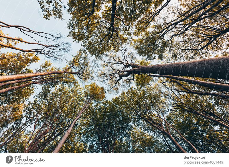 Gespensterwald in Nienhagen im Frühling mit Blick in die Baumkronen X Porträt Zentralperspektive Starke Tiefenschärfe Sonnenuntergang Sonnenstrahlen Sonnenlicht
