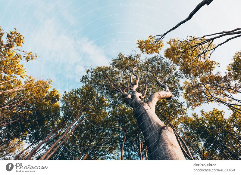 Gespensterwald in Nienhagen im Frühling mit Blick in die Baumkronen VI Porträt Zentralperspektive Starke Tiefenschärfe Sonnenuntergang Sonnenstrahlen