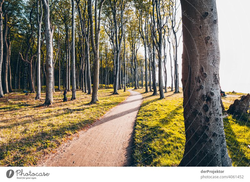 Gespensterwald in Nienhagen im Frühling I Blick Porträt Zentralperspektive Starke Tiefenschärfe Sonnenuntergang Sonnenstrahlen Sonnenlicht Silhouette Kontrast