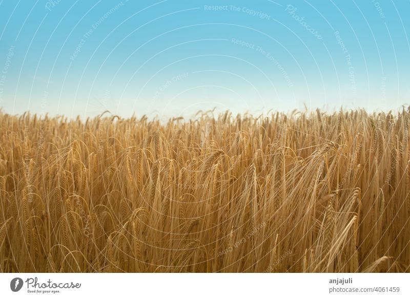 Kornfeld im Sommer mit blauem Himmel. landschaft getreide felder blauer himmel Getreide Weizen Natur Feld Weizenfeld Getreidefeld Gerste Ähren Ernte Nutzpflanze