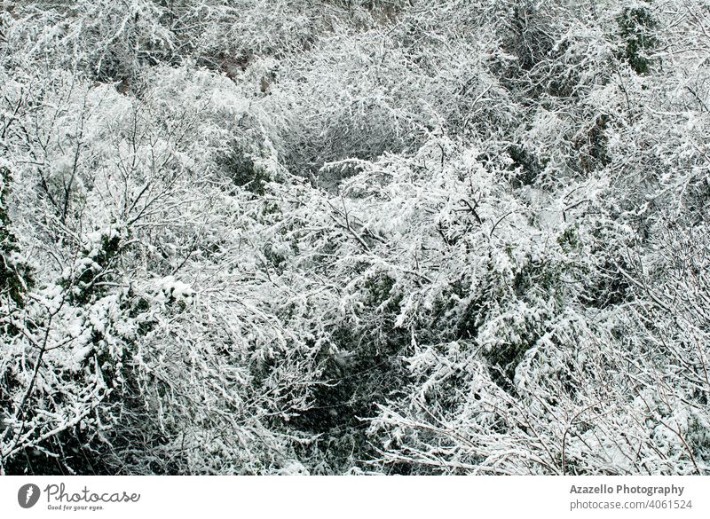 Winter Wald Hintergrund. Bäume bedeckt mit Schnee. Herbst Balken schön Schönheit Niederlassungen Ruhe Feier Weihnachten kalt Landschaft Morgendämmerung Umwelt