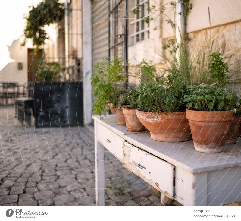 kleiner urbaner Kräutergarten auf einem Tisch auf einem Platz in Scicli (Sizilien) Kräuter & Gewürze Vintage Stadt Italien kochen & garen Basilikum kräutertopf
