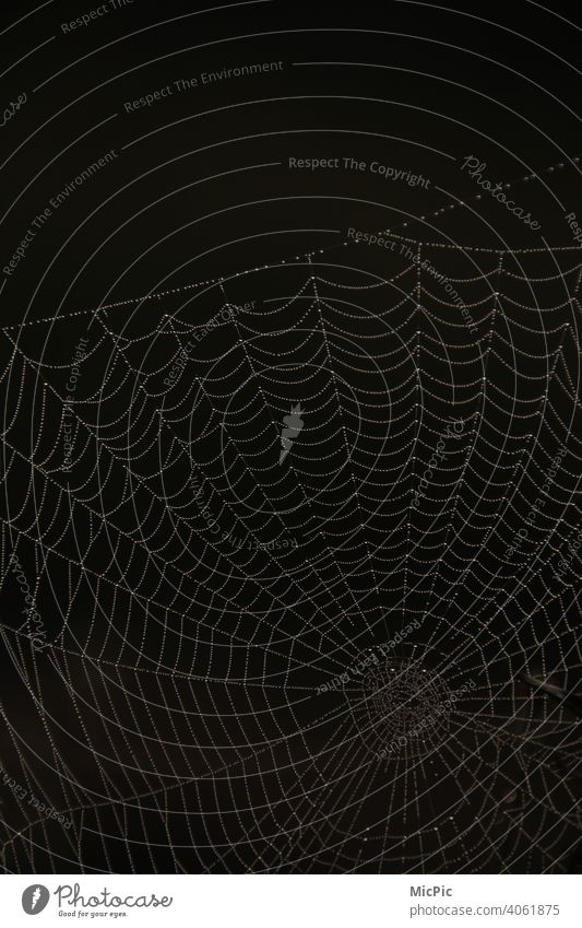 Spinnennetz mit Tautropfen schwarzer Hintergrund Netz Makroaufnahme Nahaufnahme Tier Natur Außenaufnahme Angst Wassertropfen Detailaufnahme Netzwerk Tropfen