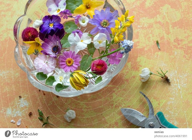 Frühlingsblumen wurden mit einer Gartenschere geschnitten um sie dekorativ in einer runden Glasschale schwimmen zu lassen stehend auf einem gelblichen Tisch