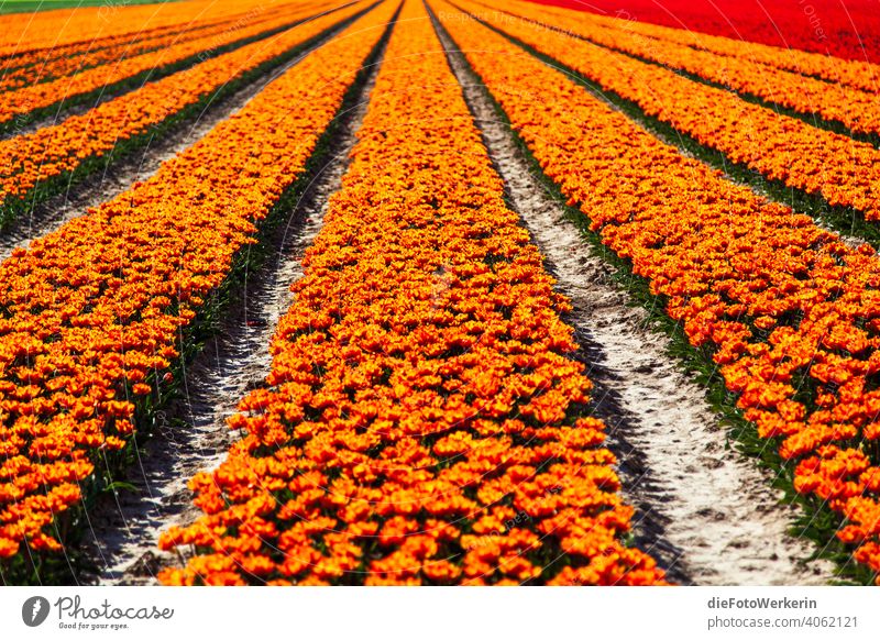 orange blühendes Tulpenfeld Blume Farben Farbenfroh Feld Fluchtlinien Landschaft Landwirtschaft Natur Pflanze Sonstiges braun rot