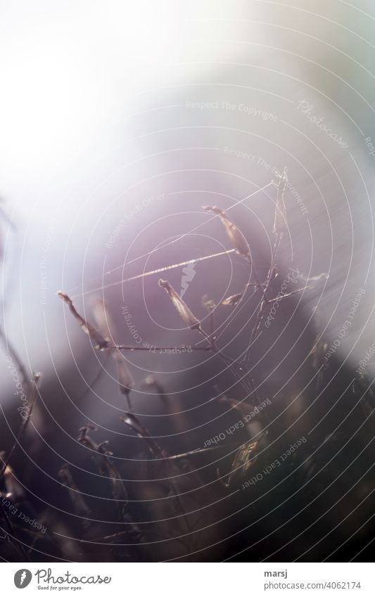Altweibersommer. Spinnenfäden und filigrane, verblühte Pflanze im Gegenlicht Spinnennetz Angst Falle Natur ruhig natürlich Vernetzung leuchten Zusammensein