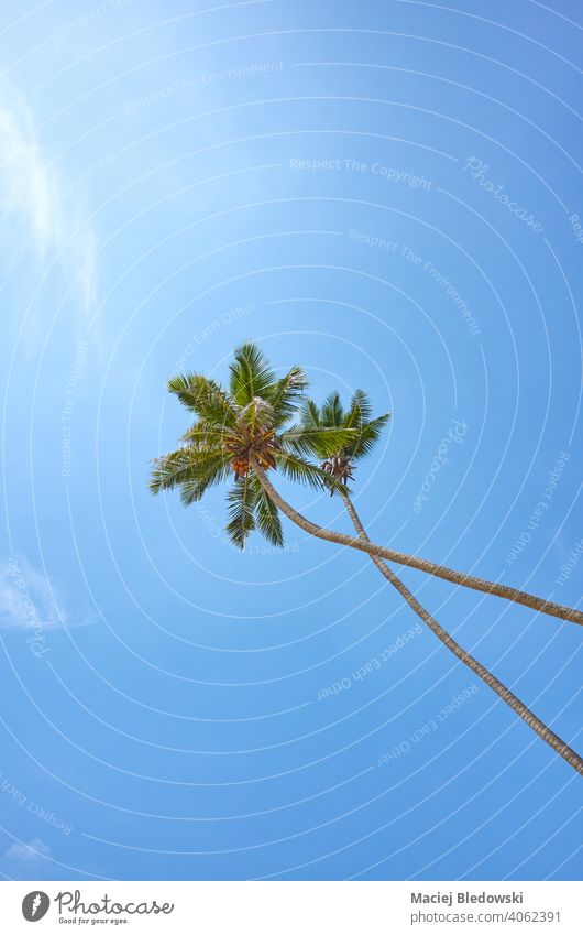 Blick auf Kokospalmen gegen den blauen Himmel. Handfläche Baum Kokosnuss Sommer Paradies Natur tropisch reisen nachschlagen Flucht idyllisch Sonne Urlaub