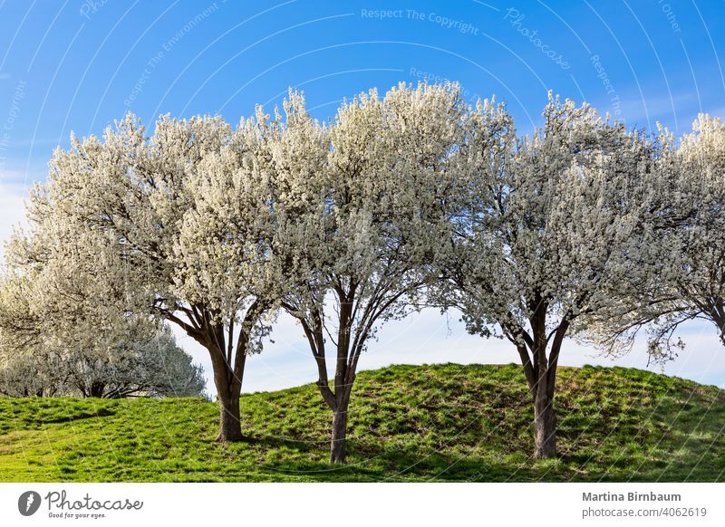 Wunderschön blühende Bradford-Birnenbäume im Frühling in Texas Ackerbau neben Überstrahlung Blüte botanisch Botanik bradford bradford birnbaum Niederlassungen