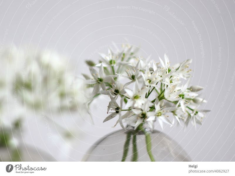 Bärlauchblüten in einer Glasvase Blume Blüte Vase blühen Frühling Frühblüher weiß grün Natur Pflanze Menschenleer Farbfoto Nahaufnahme Schwache Tiefenschärfe