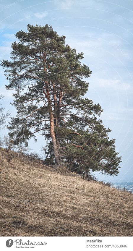 Ein alleinstehender Baum auf dem Hügel Baumkrone Blauer Himmel Landschaft herbstlich grün Natur Schönes Wetter Umwelt Tag Herbst blau Menschenleer Klima