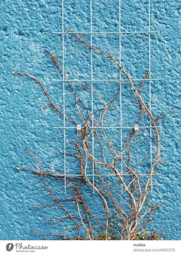 Frühlingsranken auf azurblauer Wand Fassade Mauer Natur Kletterpflanzen Ranke Pflanze bewachsen Außenaufnahme Hauswand farbenfroh Licht festhalten wachstum