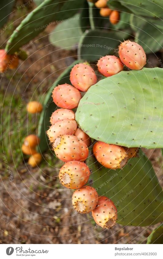 Kaktusfeigen auf Kaktus Kalorie schließen farbenfroh kulinarisch Diät exotisch Feige Lebensmittel frisch Frucht grün Gesundheit Licht tiefstehend natürlich