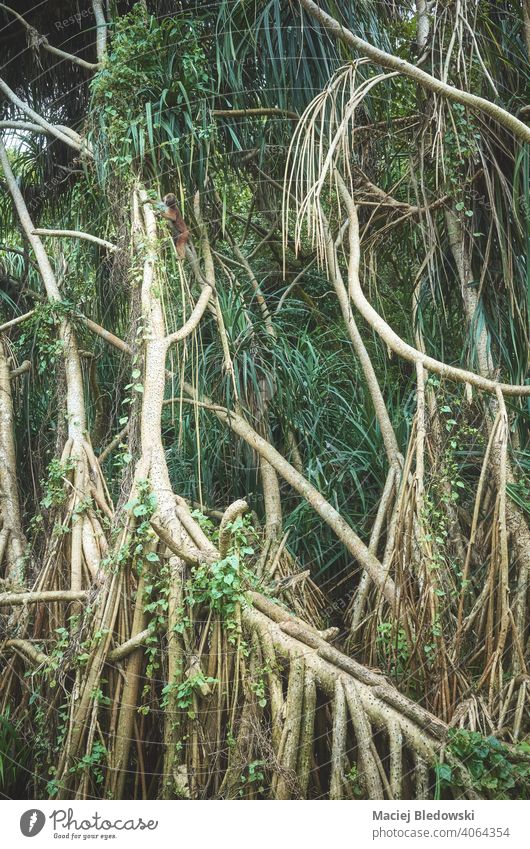 Dichtes Gebüsch in einem Regenwald. Wald Dschungel Buchse grün Umwelt Natur tief Pflanze Baum Affe Dickicht tropisch natürlich