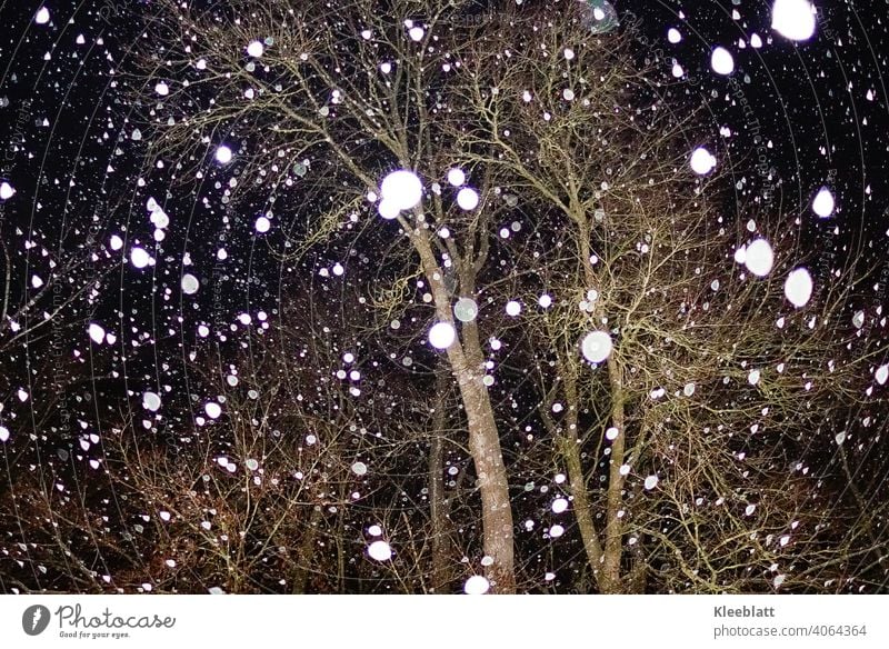 Angeblitzte Schneeflocken in einer kalten Nacht Schneefall Winter Frost Blitzlichtaufnahme Baum Licht Menschenleer Nachthimmel schwarz weiß Klima Umwelt