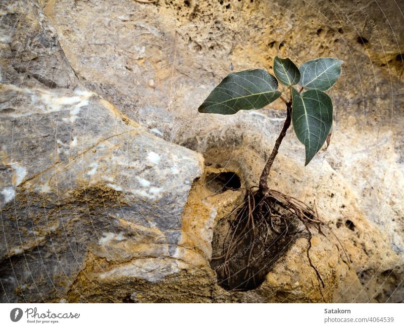 Bodhi-Feigenbaum, der auf dem Felsen wächst Baum Stein wachsend Wachstum Hintergrund Natur natürlich grün Pflanze Umwelt im Freien Blatt klein Bodhi-Baum bodhi