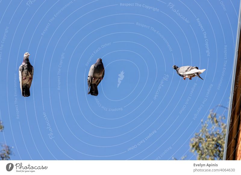 Drahtlose Tauben. Drei Tauben am blauen Himmel im Hintergrund sitzen auf einer Linie, die gelöscht ist und sind sehr verwirrt und schauen sich nach rechts, hinten und links um. Rechts ist Dach und Baumkronen