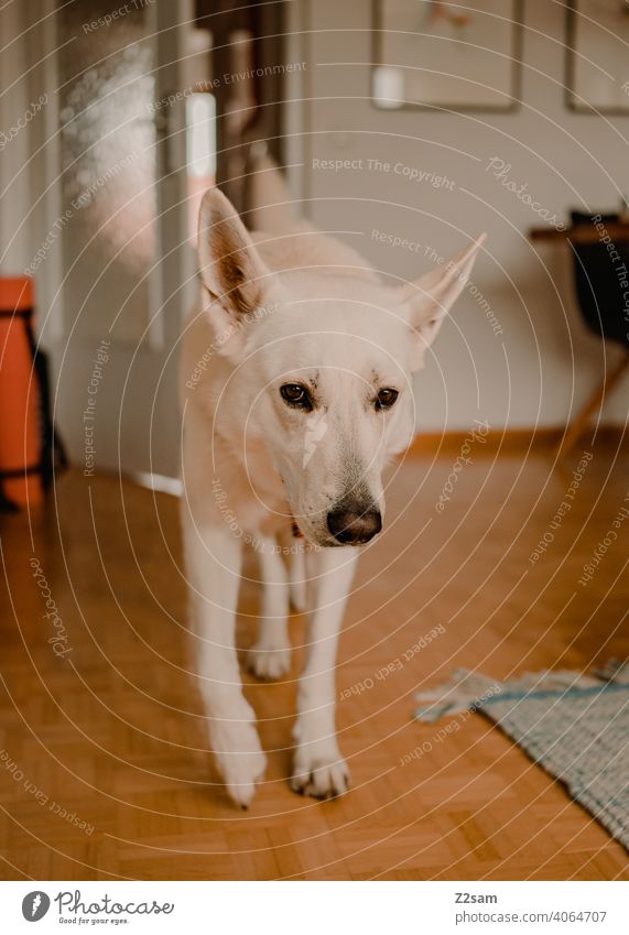 Weißer Schäferhund geht durch die Wohnung schäferhund weiß haustier süss niedlich Fell Schwache Tiefenschärfe groß schnauze Farbfoto Haustier innenaufnahme