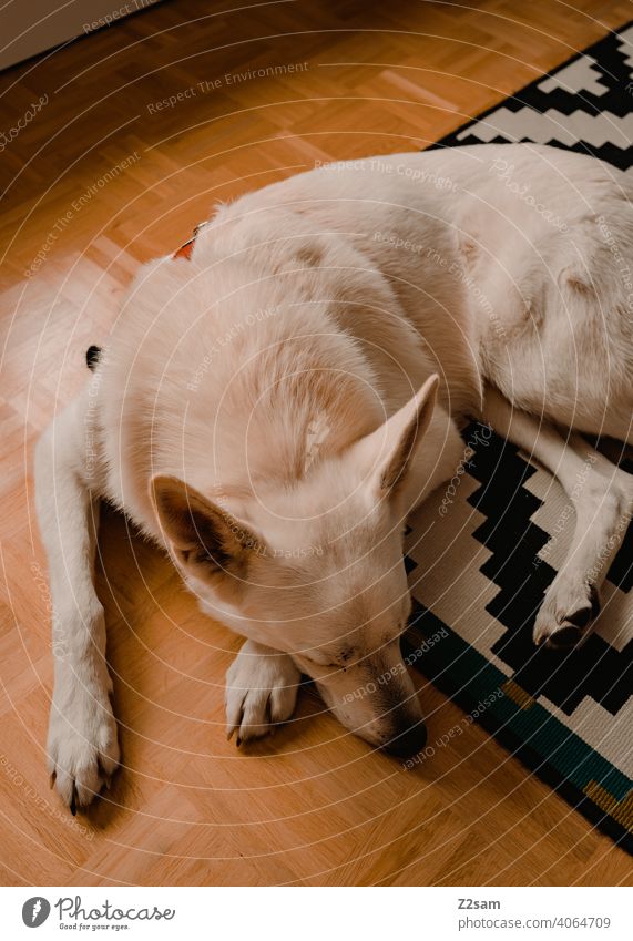 Weißer Schäferhund schäferhund weiß haustier süss niedlich Fell Erholung Schwache Tiefenschärfe groß schnauze Farbfoto Haustier innenaufnahme teppich design