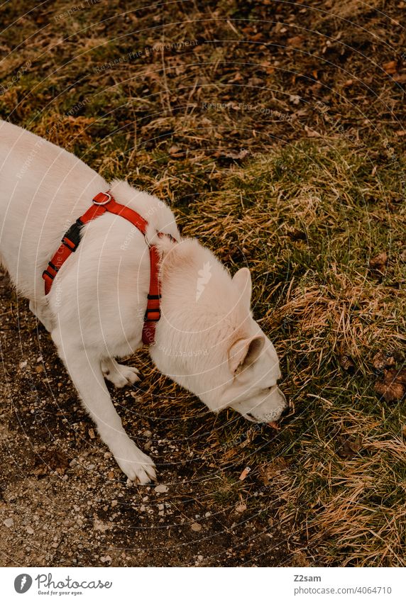 Weißer Schäferhund schnüffelt schäferhund weiß haustier süss niedlich Fell Schwache Tiefenschärfe groß schnauze Farbfoto Außenaufnahme Haustier natur landschaft