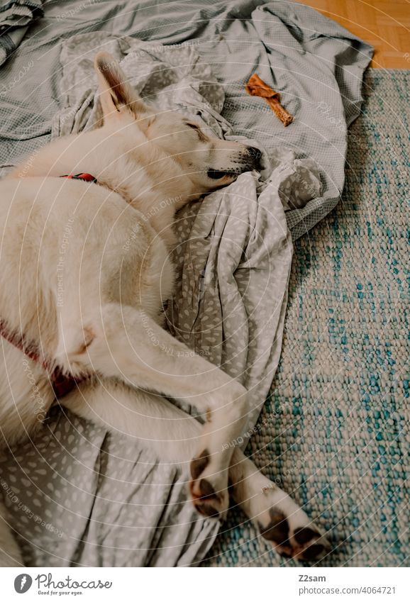 Weißer Schäferhund schläft schäferhund weiß haustier müde schlafen ausruhen decke boden teppich erschöpft süss niedlich Fell Tierporträt Erholung Innenaufnahme